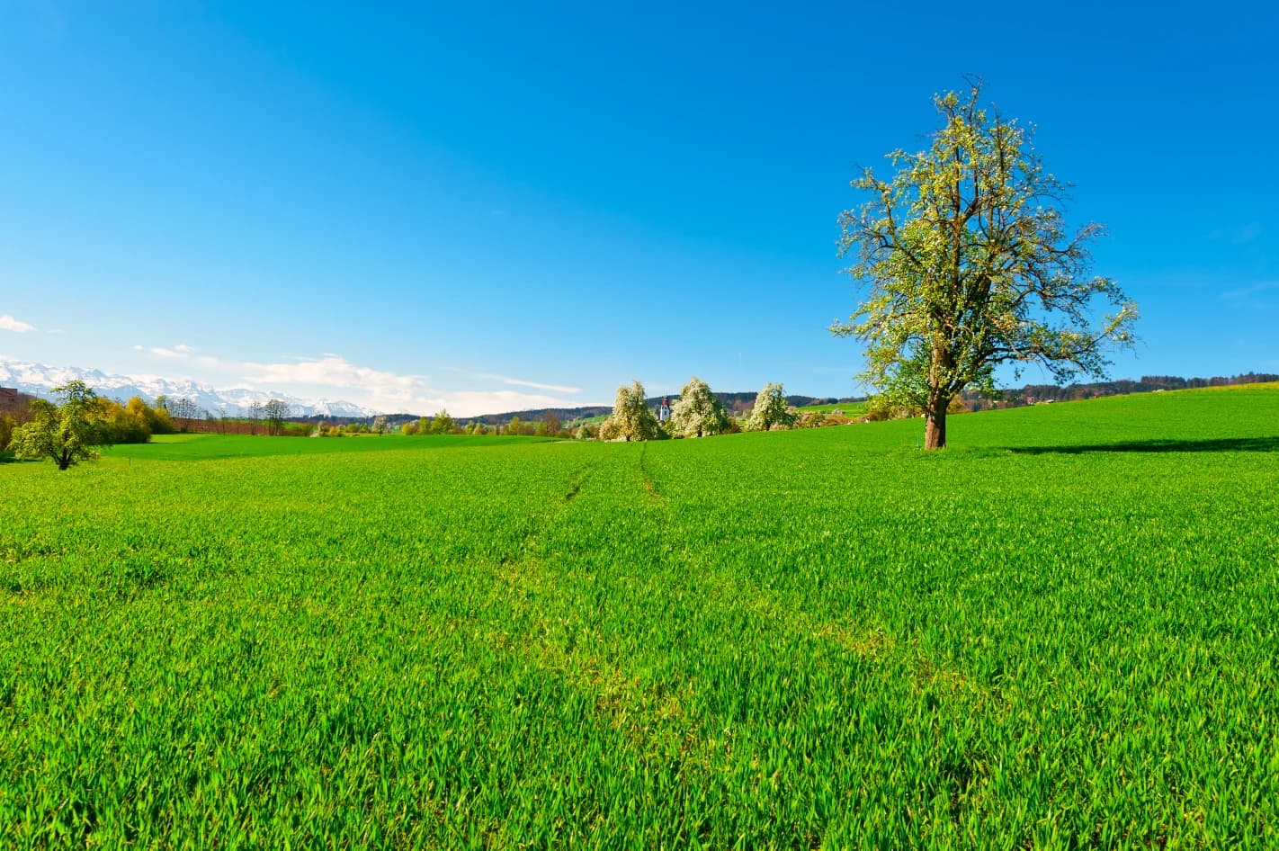 Open green meadow with mountains, symbolizing transparency and openness